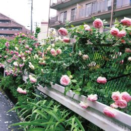 ＜川崎市宮前区＞有馬川沿いの小道をバラの花が彩る「ローズウォーク」