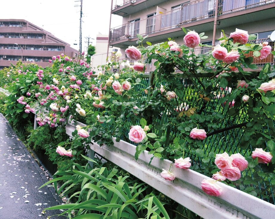 ＜川崎市宮前区＞有馬川沿いの小道をバラの花が彩る「ローズウォーク」