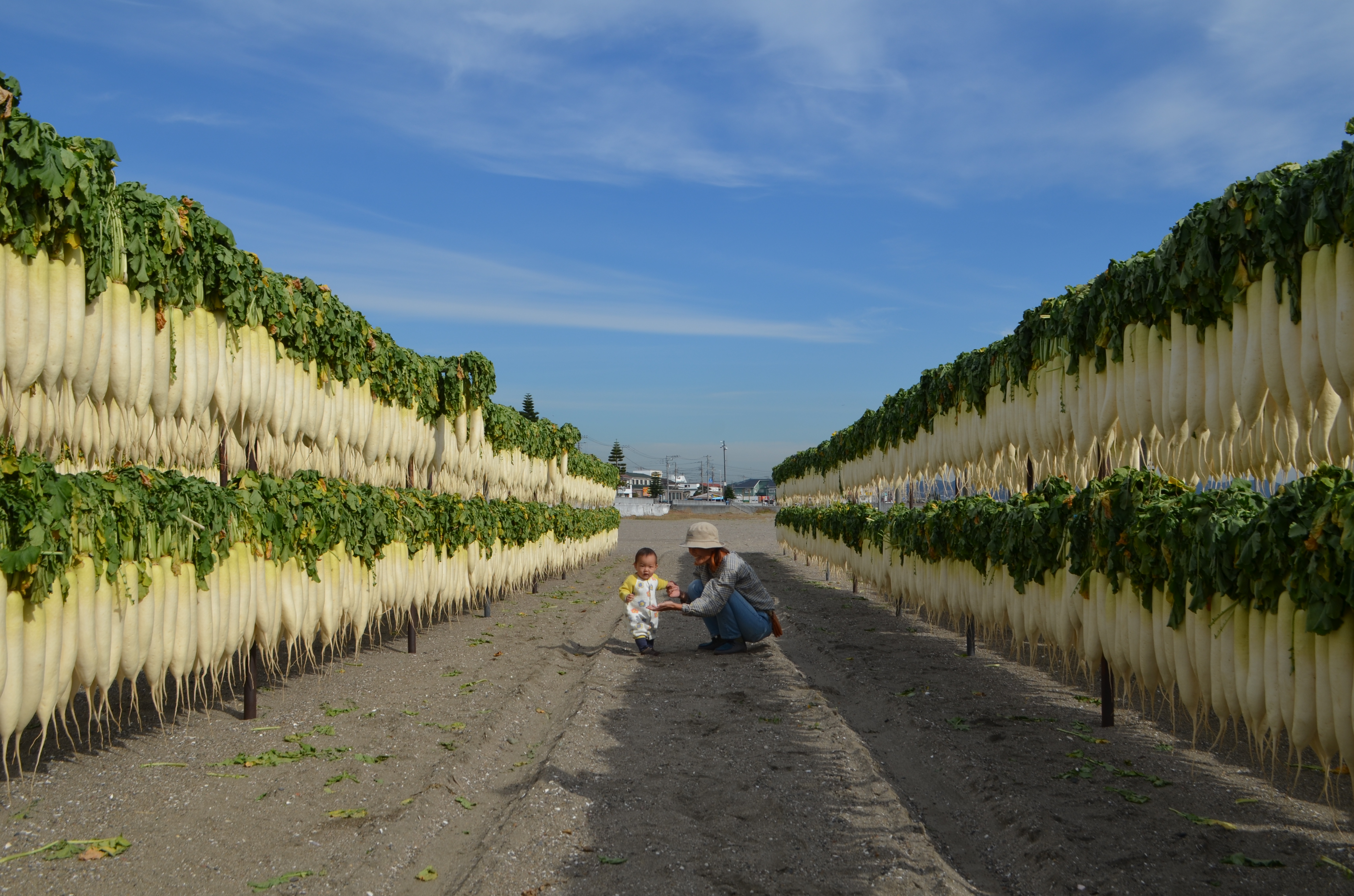 記者が見た（1）】三浦海岸の砂浜は自然の公園だった！相撲に地引網