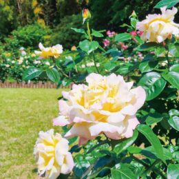 5月中旬まで見頃　色鮮やか、バラ彩る ＠綾瀬市城山公園