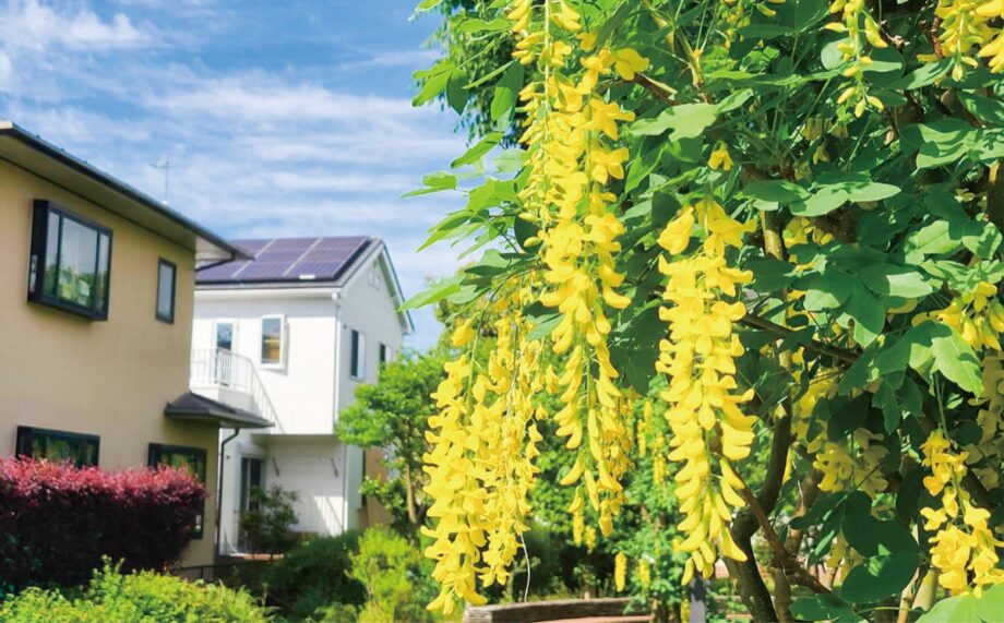 5月下旬頃まで見頃　黄金色の花揺れる＠県立相模三川公園