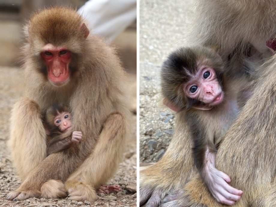 ケーブルカー高尾山駅そば「高尾山さる園・野草園」で２匹の赤ちゃん猿が誕生