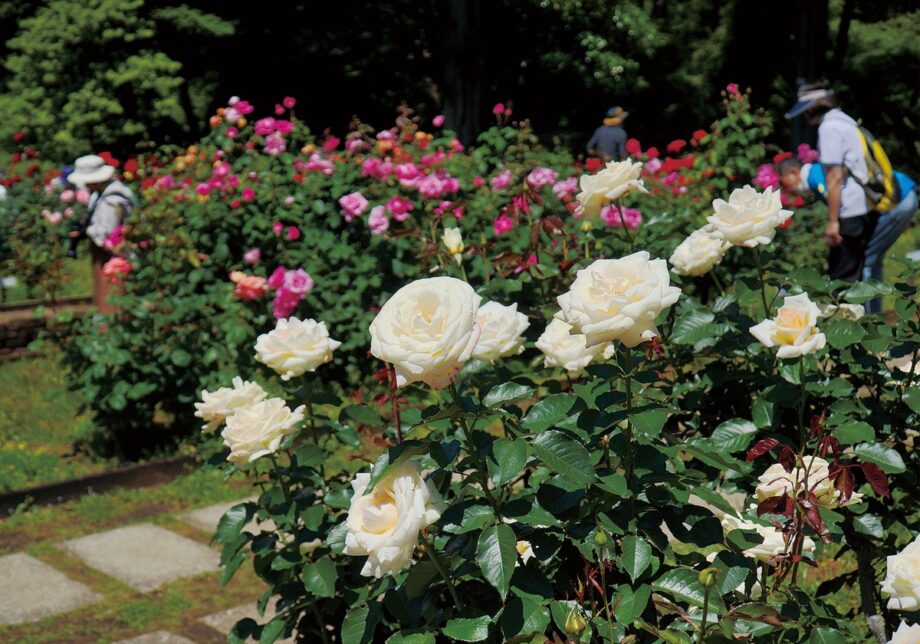 【観賞は６月いっぱい】相模原市緑区の相模原北公園で85種のバラが可憐に咲き誇る