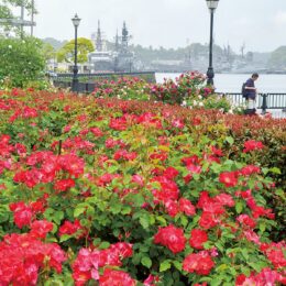 【横須賀市】ヴェルニー公園”凛と咲く春バラ”約1300株が華やかに彩る「横須賀オクトーバーフェスト２０２４」も