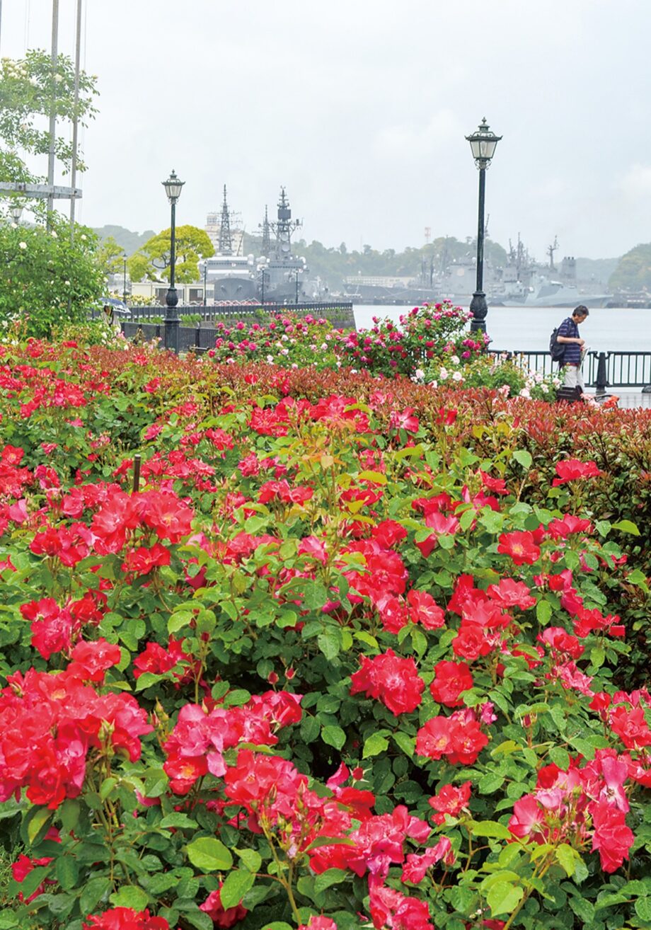【横須賀市】ヴェルニー公園”凛と咲く春バラ”約1300株が華やかに彩る「横須賀オクトーバーフェスト２０２４」も