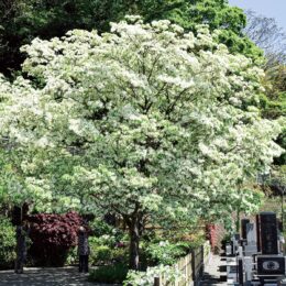 【茅ヶ崎市 成就院】稀少な「ナンジャモンジャの木」のある花の寺 ５月下旬からアジサイが楽しめる