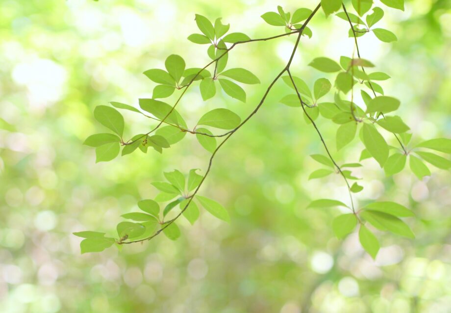 【申込締切 6月16日】逗子・池子の森で夏の植物観察会　6月30日開催