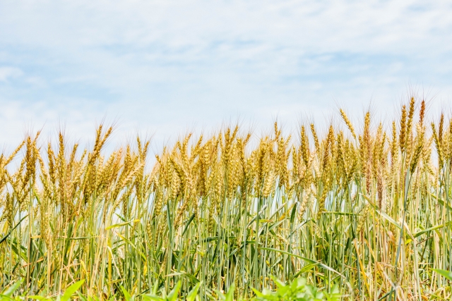 【申込不要】6月16日開催　大和市郷土民家園で小麦の脱穀を体験