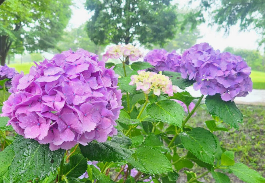 雨に濡れる紫陽花　県立相模三川公園で見ごろ　＠海老名市上郷