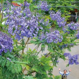 【三浦市上宮田】ギャラリー喫茶「わんから」で「やっと咲いた」青紫の花～ジャカランダ満開～