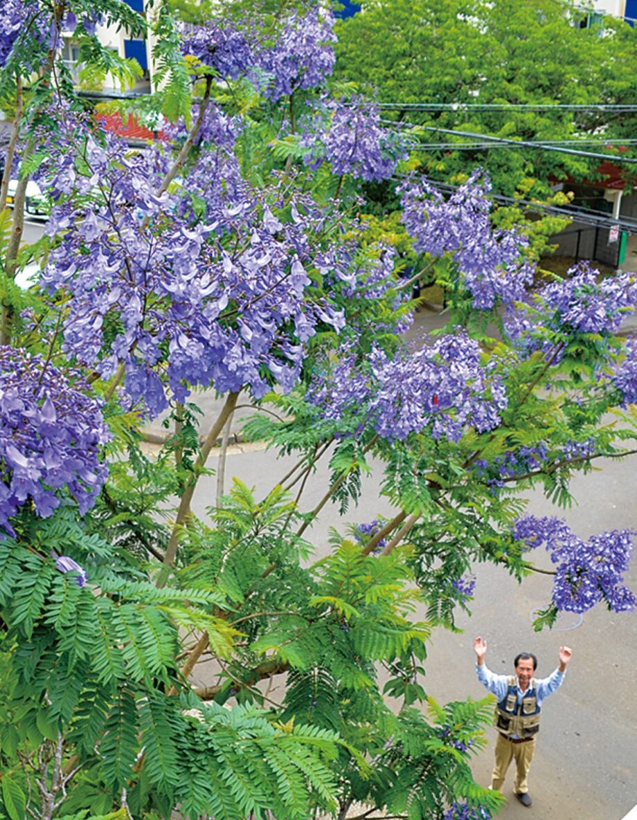 【三浦市上宮田】ギャラリー喫茶「わんから」で「やっと咲いた」青紫の花～ジャカランダ満開～