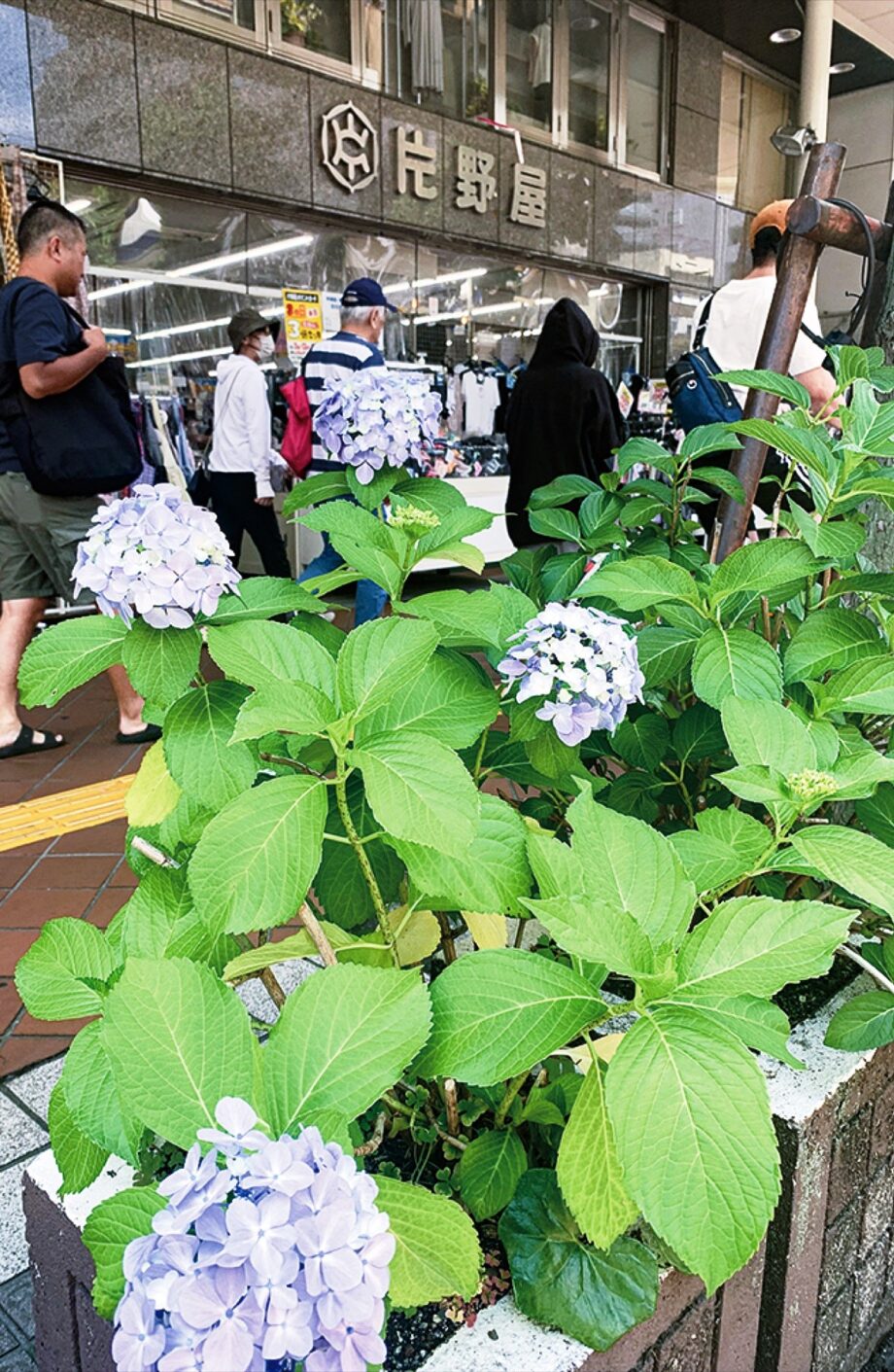 商店街を彩る花の姿を楽しんで！「小さな小さなあじさいだより」開催中＠平塚市