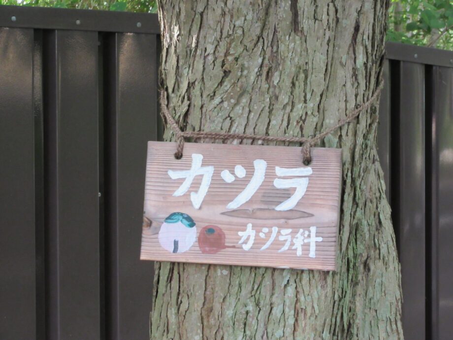 三ツ沢公園で夏休み親子向けイベント「みんなで樹名板づくりプロジェクト」＠横浜市