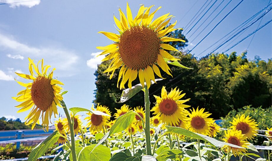 川崎市麻生区黒川で５千株のヒマワリが見頃！7月30日には好きな花が持ち帰れる摘み取り体験も