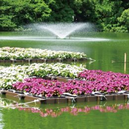 ＜川崎市中原区・等々力緑地＞池に浮かぶ｢花壇｣誕生～「サンパチェンス(R)」の花が８色860株咲く