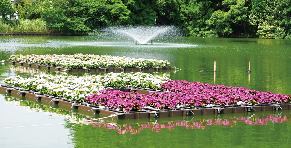 花池 川崎市中原区・等々力緑地＞池に浮かぶ｢花壇｣誕生～「サンパチェンス(R
