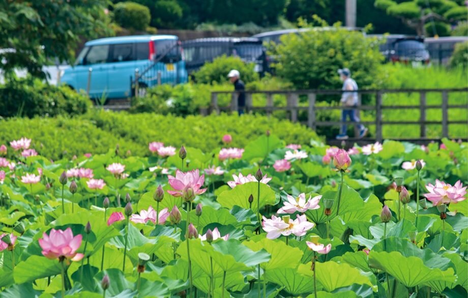 ＜2024年7月＞綾瀬市の蟹ヶ谷公園の名物 「古代ハス」午前中が見ごろ