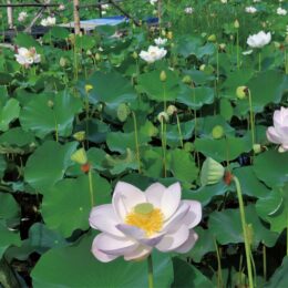 【秦野でお散歩・7月】秦野市西田原ハスの花