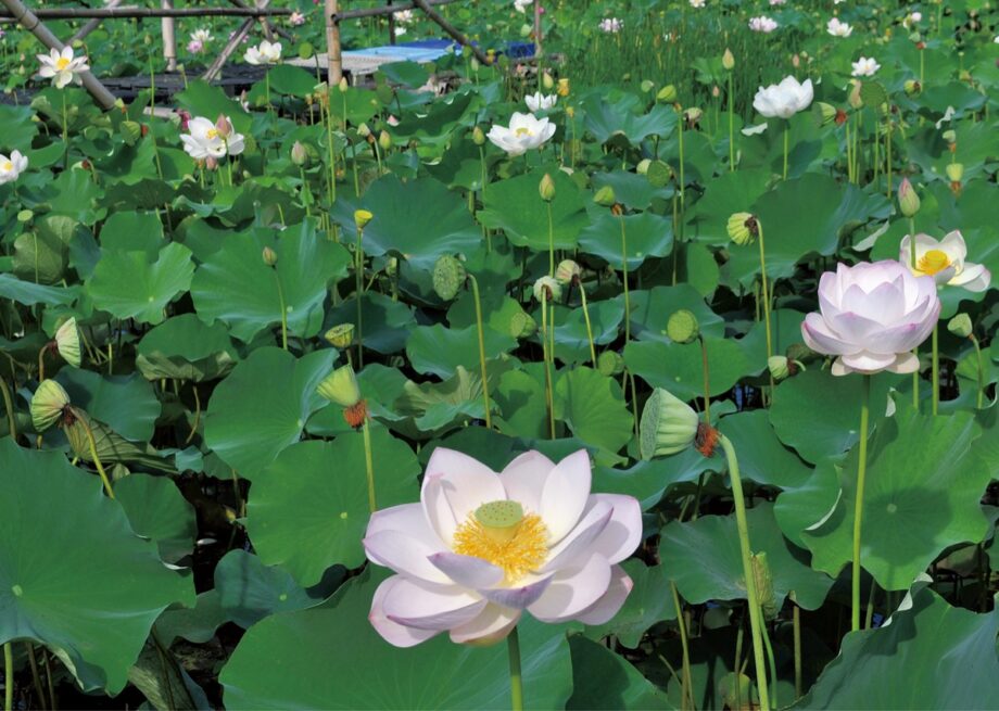 【秦野でお散歩・7月】秦野市西田原ハスの花