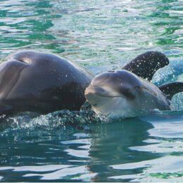 八景島シーパラダイスでバンドウイルカの赤ちゃんが2024年7月21日に誕生！元気に母子で泳ぐ姿が人気