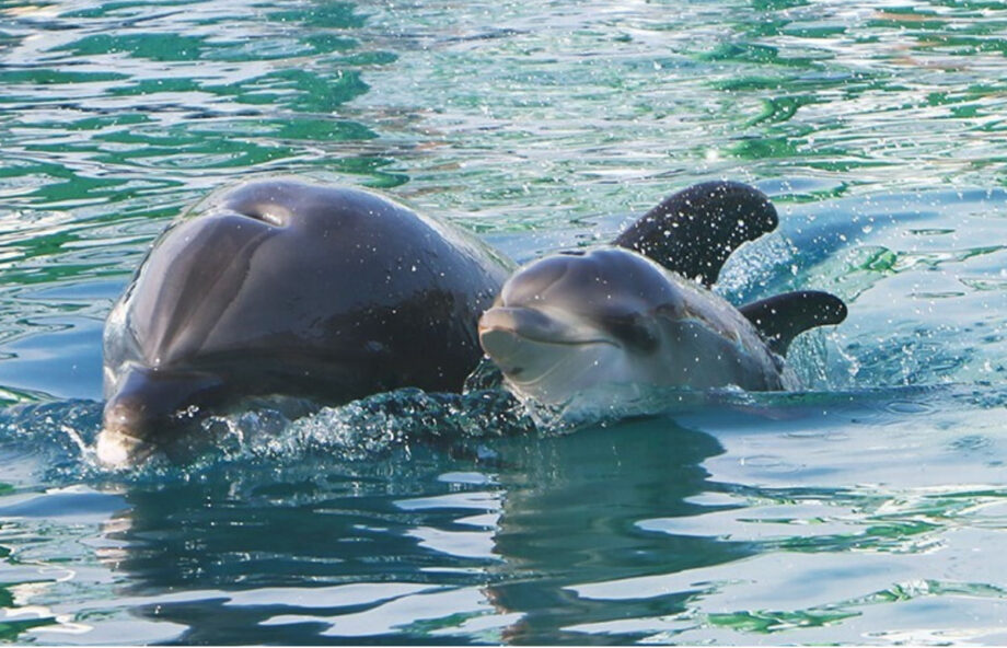 八景島シーパラダイスでバンドウイルカの赤ちゃんが2024年7月21日に誕生！元気に母子で泳ぐ姿が人気