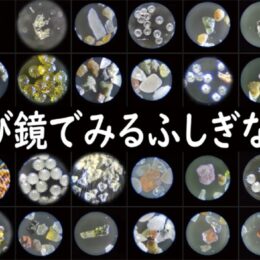 【７月10日申込締切】葉山しおさい博物館で「顕微鏡の不思議な世界」観察学習会～7/20・21～