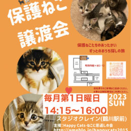 保護ねこたちのずっとのお家への旅