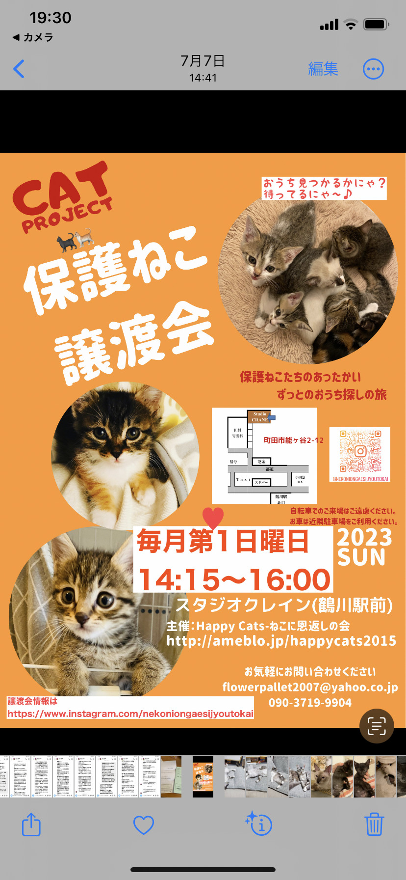 保護ねこたちのずっとのお家への旅