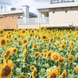 【横浜市緑区】今年も畑一面にヒマワリ 鴨居地域ケアプラザ隣で