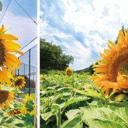 【花情報】元気いっぱいのヒマワリ　旭区の追分市民の森・瀬谷区の瀬谷本郷公園で見頃到来＠横浜市