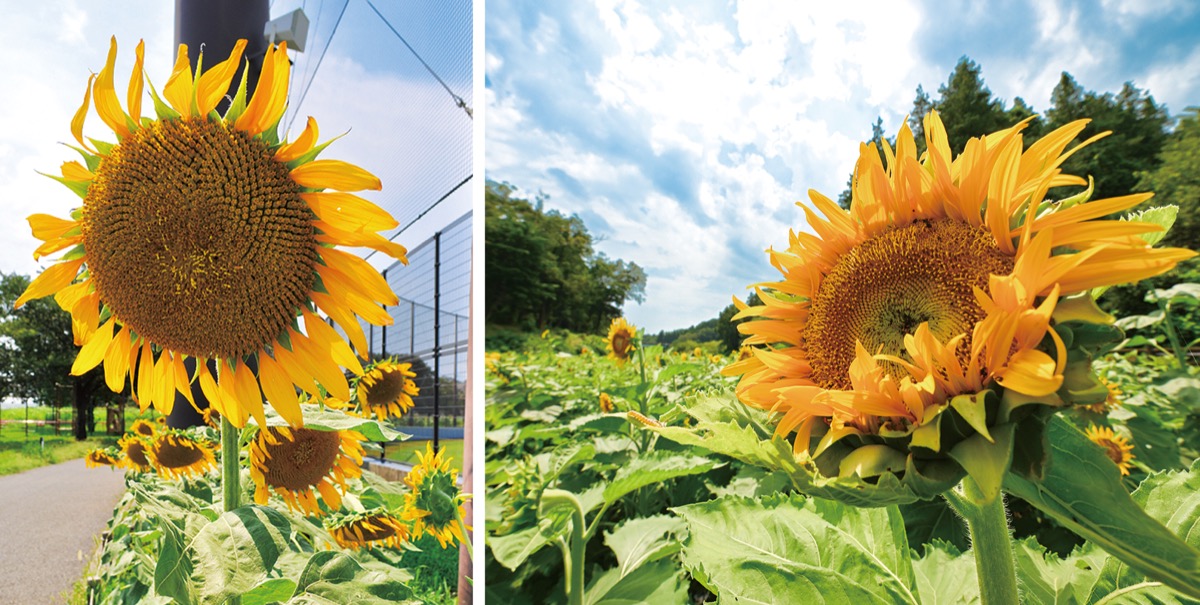 【Y】2点　ひまわり様 ひまわり様 Amazon.co.jp: ZXHYWYM ひまわり キャンバス ウォールアート