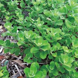 【三浦半島 草花歳時記】第10回 小野嵐山も愛用した「ハマゴウ」