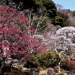 【鎌倉のとっておき】かまくら花めぐり＜長谷寺：初春から＞