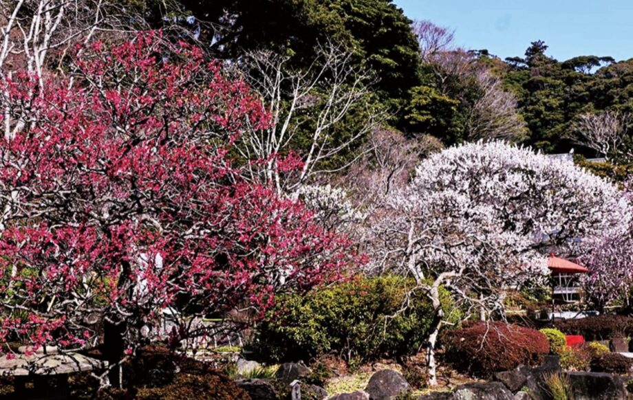 【鎌倉のとっておき】かまくら花めぐり＜長谷寺：初春から＞