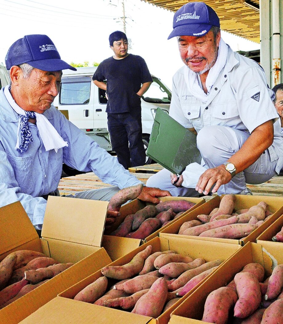 【11月上旬まで】平塚で稀少な「幻の芋」クリマサリの出荷始まる＠JA湘南直売所あさつゆ広場