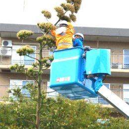 【年内展示】港南区上永谷　リュウゼツラン伐採　切断した花茎の一部　港南図書館で展示＠横浜市港南区