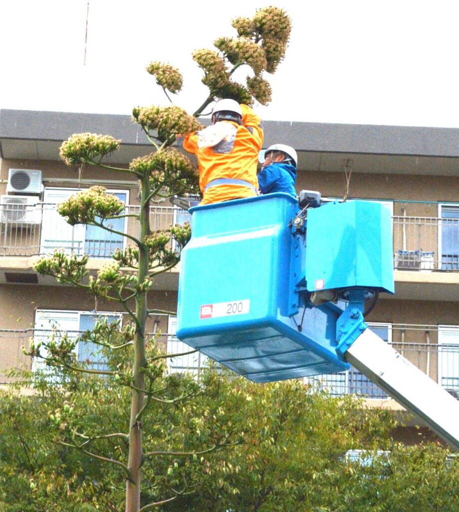 【年内展示】港南区上永谷　リュウゼツラン伐採　切断した花茎の一部　港南図書館で展示＠横浜市港南区