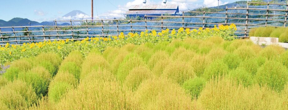 《見頃は１０月》松田山の「コキアの里」が９月２１日(土)～１０月２７日(日)まで一般開放！（松田町）