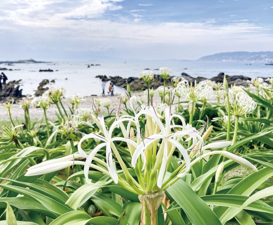 三浦半島　草花歳時記