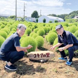 見頃間近！コキアを綾瀬の名物に　綾瀬市早川に「コキアの里」誕生