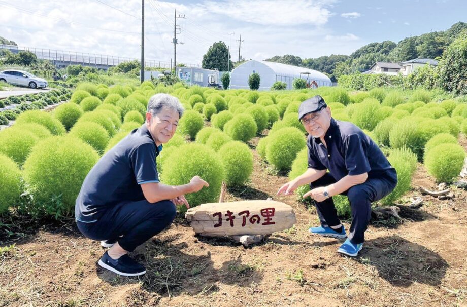 見頃間近！コキアを綾瀬の名物に　綾瀬市早川に「コキアの里」誕生