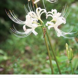 【横浜市緑区】ヒガンバナ、コスモス開花 今年も四季の森公園内で