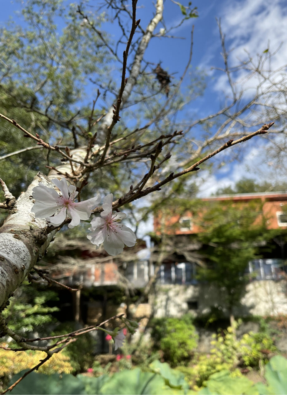 【秦野でおさんぽ・9月】手打そば石庄庵の「十月桜」