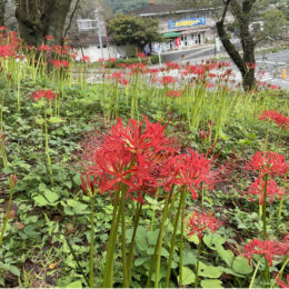 ヒガンバナ開花＠相模原市緑区：津久井湖城山公園花の苑地の向かい