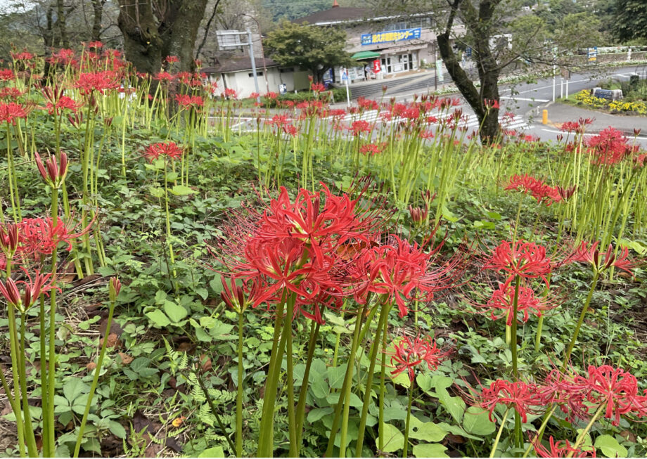 ヒガンバナ開花＠相模原市緑区：津久井湖城山公園花の苑地の向かい