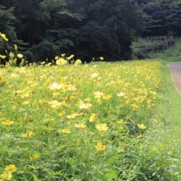 横須賀くりはま花の国・100万株が開花リレーコスモス見頃～10月中旬ごろまで秋景色を楽しんで～