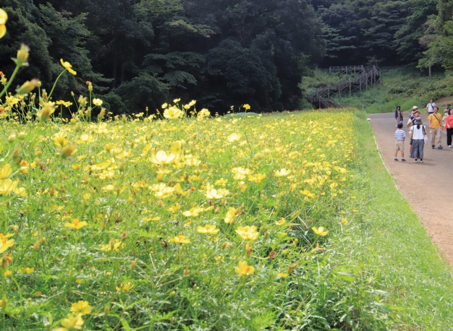 横須賀くりはま花の国・100万株が開花リレーコスモス見頃～10月中旬ごろまで秋景色を楽しんで～