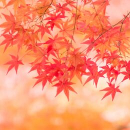 【横浜市港北区】「大倉山秋の芸術祭」11月4日まで開催中@大倉山記念館