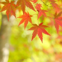 【事前申込不要】横浜市瀬谷区でウオークイベント「秋の天王森泉公園〜森林浴と涼やかな風に誘われて〜」約８Kmのコース