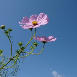 町田の薬師池公園で｢秋遊び｣ イベント開催　12月１日（日）まで